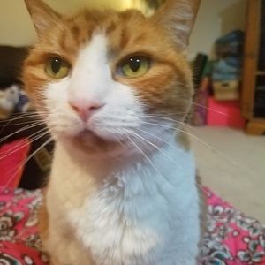 Meet your Posher, Ginny